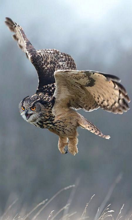 Eurasian Eagle Owl, Eagle Owl, Owl Photos, Owl Pictures, Great Horned Owl, Beautiful Owl, Owl Bird, Owl Art, 영감을 주는 캐릭터