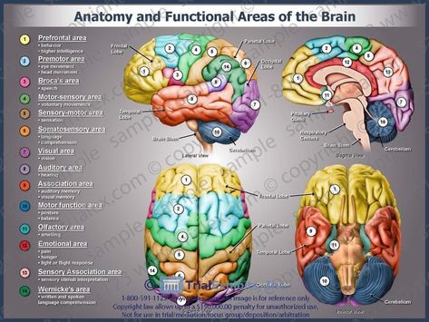 Anatomy and functional areas of the brain Brain Lobes And Functions, Brain Anatomy And Function, Brain Lobes, Med Notes, Areas Of The Brain, Brain Poster, Sensory Motor, Brain Anatomy, Cranial Nerves