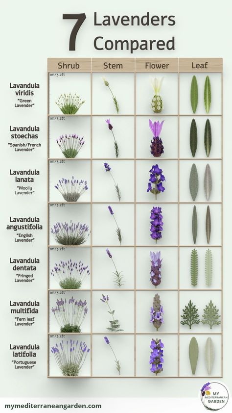 Lavender Bushes Landscaping, When To Plant Lavender Outside, Lavender Propagation, Aqua Gardening, Propagating Lavender, French Lavender Plant, Types Of Lavender Plants, Propagate Lavender, Types Of Lavender