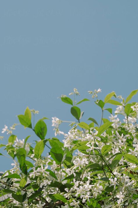 Star Jasmine flowers growing on a sunny Spring day outdoors in nature with blue sky copyspace. Star Jasmine, Girly Drawings, Spring Day, Blue Sky, Royalty Free Stock Photos, Stock Photos, Flowers, Blue