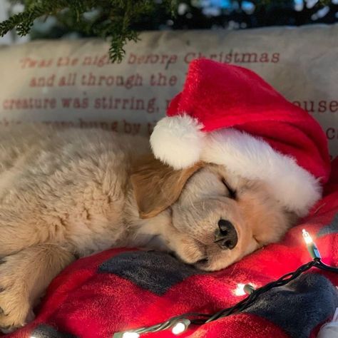 Cute Christmas Puppies, Puppies Christmas, Animal Christmas, Christmas Puppies, Puppy Christmas, Christmas Aesthetic Animals, Christmas Dogs, Dog Christmas Aesthetic, Dog Christmas