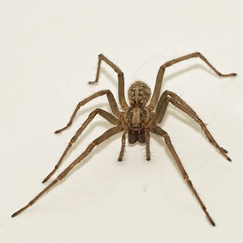 Is It OK to Throw House Spiders Outside? The giant house spider is a native of England, but it's known to live in houses in parts of the northwestern United States. Credit: Joseph Higbee, Creative Commons Giant House Spider, Giant House, Spider Control, Poisonous Spiders, Arachnids Spiders, Types Of Spiders, Get Rid Of Spiders, House Spider, Big Spiders