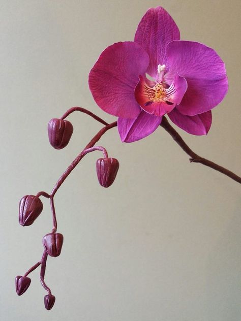 Orchid Drawing, Orchid Photography, Orchid Flower Arrangements, Orchid Leaves, Moth Orchid, Flower Art Drawing, Nothing But Flowers, Flower Studio, Sunflower Art