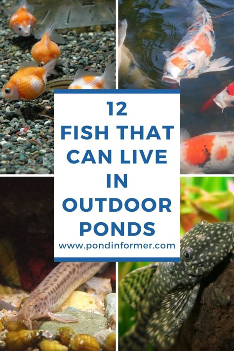 Fish Pond Ideas Small Garden, Fish Pond Landscaping, Koi Fish Pond Design, Outdoor Fish Tank Ideas Garden Ponds, Container Koi Pond, Landscaping Ponds Ideas, Building A Fish Pond, Outdoor Ponds Ideas, Small Outdoor Pond With Waterfall