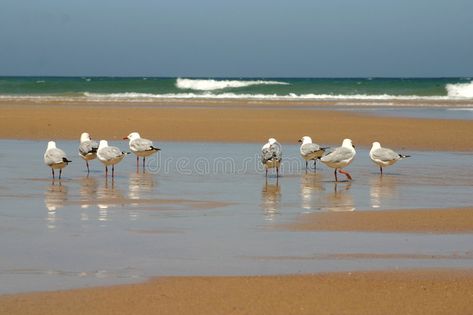 Seagulls On The Beach, Birds On The Beach, Shore Bird Art, Beach Birds, Bird Water, Beach Drawing, Coastal Birds, Water Abstract, Landscaping Images