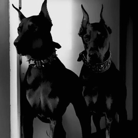 Black Doberman, Scary Dogs, Doberman Dogs, One Coin, Dog Wallpaper, Doberman Pinscher, Aesthetic Themes, Doberman, Black Aesthetic