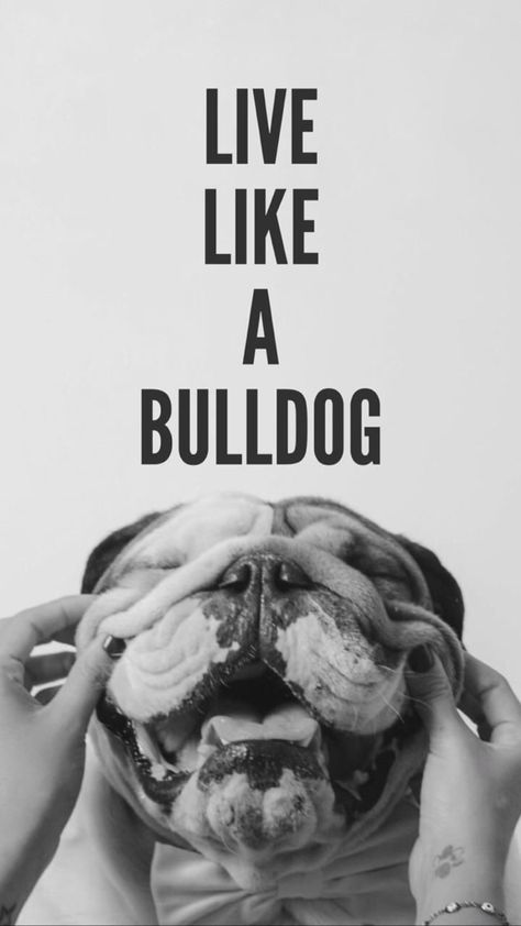 Tumblr, English Bulldog Wallpaper Iphone, English Bulldog Wallpaper, English Bulldog Tattoo, Bulldog Quotes, Bulldog Wallpaper, Bulldog Drawing, Dogs Paw, Bulldog Tattoo