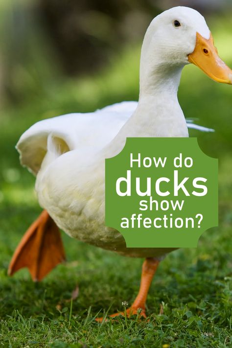 Want to know how ducks show affection? Here is an article that shows you everything you need to know. Raising Baby Ducks, Duck Diapers Diy, Duck Toys For Ducks, Outdoor Duck Pen, Duck Enrichment, Duck Run Ideas, Natural Chicken Coop, Duck Coop Ideas, Cayuga Ducks