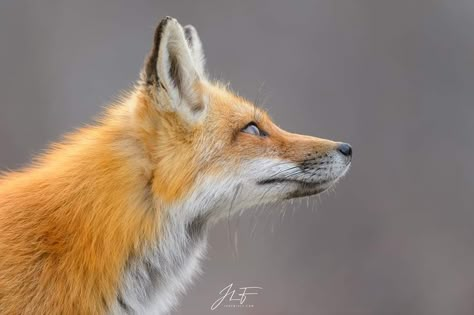 Fox Anatomy Drawing, Fox Side Profile, Fox Side View, Animal Drawing Challenge, Fox Profile, Fox Anatomy, Fox Reference, Doll Fox, Fox Sitting