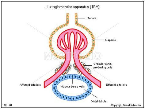 Juxtaglomerular apparatus-JGA MACULA DENSA LACIS CELLS JUXTAGLOMERULAR CELLS Juxtaglomerular Apparatus, Airway Management, Study Related, Blood Pressure, Retail Logos, Anatomy, Need To Know, Quick Saves