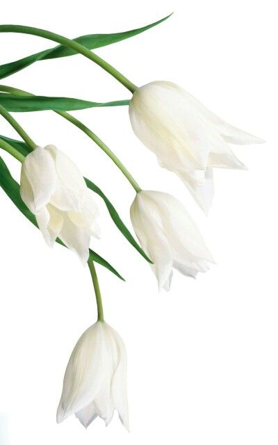 Tulipán White Tulips Png, Butterfly Cottage, Flower Graphic Design, Tulips Garden, White Tulips, Flower Graphic, Sleek Style, Samsung Wallpaper, White Butterfly