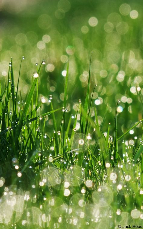 Morning Dew Bokeh | Jack Hood | Flickr Relaxing Rain Sounds, Bokeh Photography, Morning Dew, Water Photography, Dew Drops, Water Droplets, The Grass, Rain Drops, Spring Colors