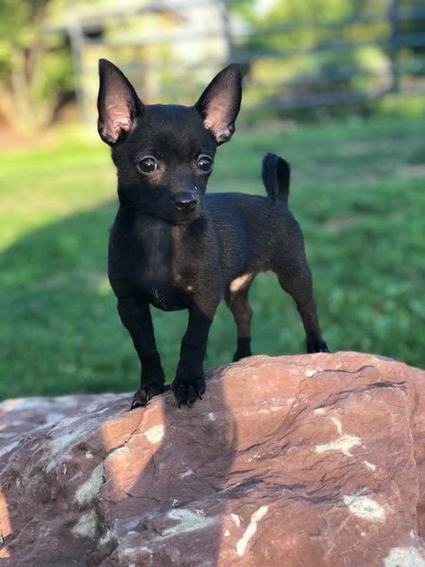 Cinny, let's call him Licorice? Black Chihuahua Puppies, Black Chiwawa, Black Chiweenie, Chihuahua Black, Black Chihuahua, Baby Chihuahua, Teacup Chihuahua, Chihuahua Lover, Cute Chihuahua