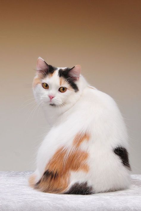 Muscular Cat, Round Cheeks, Cymric, Ppg And Rrb, Horses And Dogs, Manx, Domestic Cat, Cute Cats And Kittens, Mixed Breed