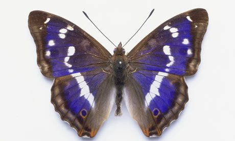 Purple Emperor Butterfly, Emperor Butterfly, Purple Emperor, Gossamer Wings, Butterfly Species, Ancient Forest, Flying Insects, Butterfly Pictures, Butterfly Kisses