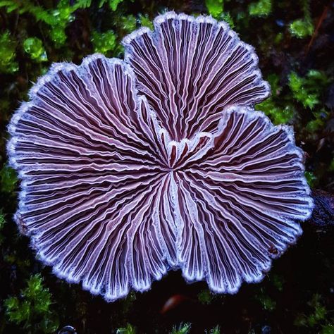 The world is full of natural treasures, which Ryan Grastorf found out firsthand only about a year and a half ago. "As an effort to reduce stress in life, I just started hiking more," he told Instagram Blog. "I found a mushroom, a very cool looking mushroom, and the rest is kind of history." Now, … Lichen Moss, Mushroom Pictures, Plant Fungus, Mushroom Fungi, 수채화 그림, Wild Mushrooms, Mushroom Art, Natural Forms, Patterns In Nature