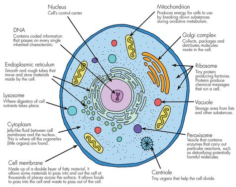 A basic, living animal cell with it’s organselles (mini organs) all working together to keep it functioning at it’s peak. Description from haleo.co.uk. I searched for this on bing.com/images Human Cell Diagram, Plant Cell Drawing, Plant Cell Parts, Plant Cell Labeled, Plant Cell Organelles, Plant Cell Project, Plant Cell Diagram, Plant Cell Structure, Membran Sel