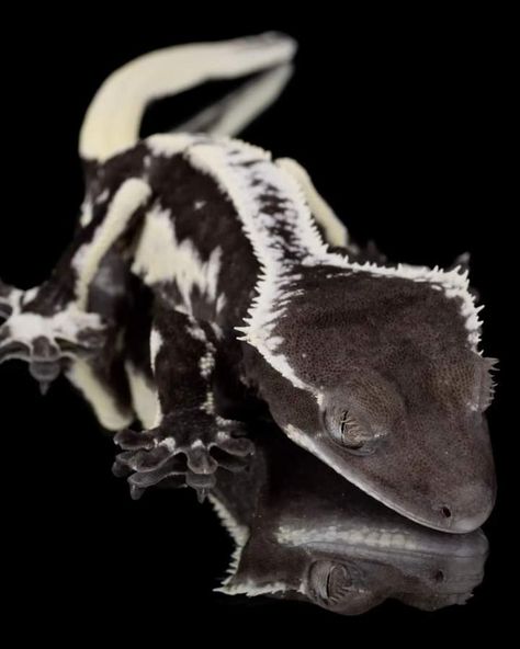 Crested Gecko Reference, Black Crested Gecko, Crested Gecko Morphs, Black Gecko, Gecko Morphs, Reptile Pets, Crested Geckos, Reptile Room, Cute Reptiles