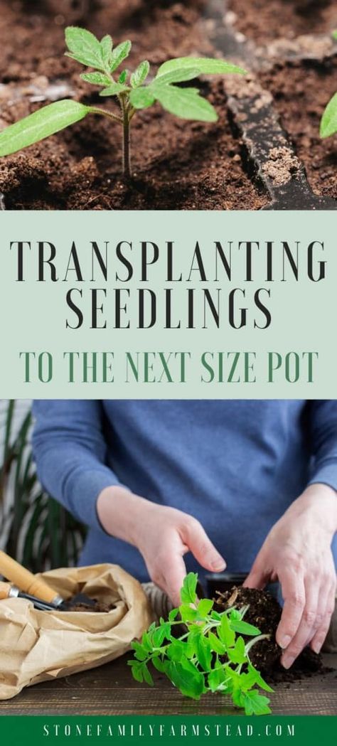 When To Transplant Seedlings, Gardening Beginners, Growing Plants From Seeds, Planting Seeds Indoors, Seed Starters, Seedlings Indoors, Beginner Gardening, Starting Seeds, Tomato Seedlings