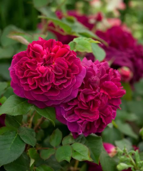 Old English Roses, Rosen Beet, Fragrant Roses, Heirloom Roses, Red And Pink Roses, Shrub Roses, Flower Company, Rose Trees, Rose Fragrance