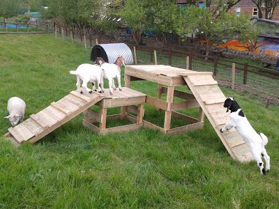 Carvings with Stories: Making a goat play ramp structure at Boiling Wells for St Werburghs City farm Diy Pallet Goat Pen, Goat Building Ideas, Goats And Horses Together, Goat Structures Play Areas, Goat Climbing Ideas, Dog Play Structure, Pallet Goat Playground, Dog Climbing Structure, Goat Platform Ideas