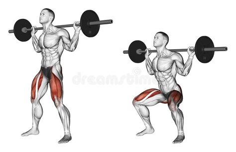 Exercising. Squats on the shoulders. Squats on the shoulders. Exercising for bodybuilding Target muscles are marked in red. Initial and final steps royalty free illustration Shoulder Training, Body Coach, How To Get Bigger, Quad Exercises, Leg Training, Back Squats, Front Squat, Leg Curl, Leg Press