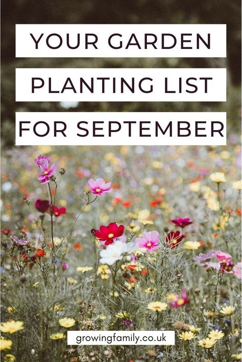 A growing guide for gardeners - the best flowers, fruit and vegetables to plant in September. Great resource to keep you organised while gardening! #growingfamily Garden In September, What To Plant In October In Zone 8, Crops To Plant In September, Seeds To Plant In September, Fall Flowers To Plant In September, Flowers To Plant In September, September Planting, Vegetables To Plant In September, What To Plant In September