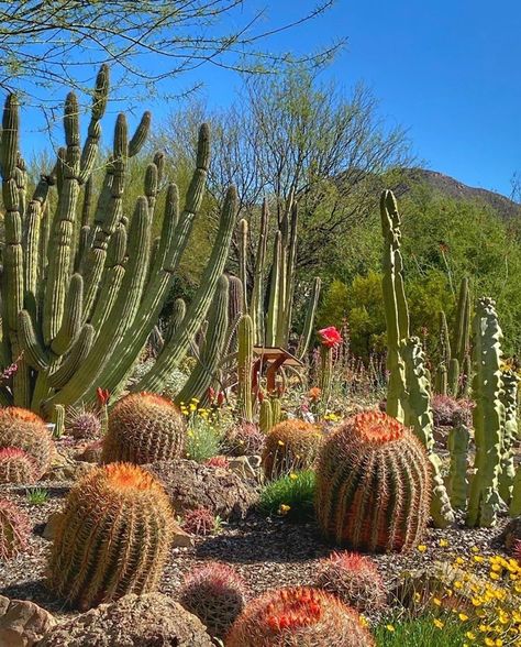 207 Likes, 0 Comments - Visit Tucson (@visittucson) on Instagram: “Show of Support SPOTLIGHT: The Arizona-Sonora Desert Museum is Tucson’s highest-rated attraction, a…” Desert Landscape Design, Cactus Pictures, Sonora Desert, Arizona Photography, Sonoran Desert, Natural History Museum, Cactus Garden, Walking Trails, Desert Landscaping