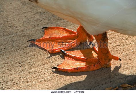 duck feet - Stock Image Zbrush Monster, Webbed Hands, Feet Drawing, Duck Feet, Animal Reference, Structure Architecture, Image Vector, Bird Garden, Book Ideas