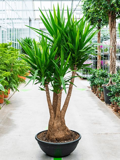 Yucca Elephantipes - Hercs Yucca Tree, Yucca Plant, Backyard Plants, Corner Garden, Unusual Plants, Agaves, Roof Garden, Dark Places, Green Garden