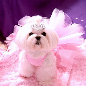 Fluffy Fairy Princess | Pet Halloween Costume Contest - Southern Living Mobile Grooming Ideas, Pet Parade, Pet Halloween Costumes, Asian Fusion, Maltese Puppy, Maltese Dogs, Dog Halloween Costumes, Fairy Princess, White Dog