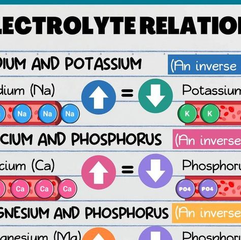 Electrolyte Relationships Nursing, Electrolyte Relationships, Nurses Notes, Lpn Student, Nurse Practitioner Student, Nurse Educator, Nclex Pn, Nclex Review, Nclex Prep