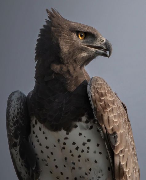 Martial Eagle Africa, South African Birds Of Prey, African Eagle, South African Wildlife, Martial Eagle, Crowned Eagle, Bird Front View, Unique Animal Photography, African Birds