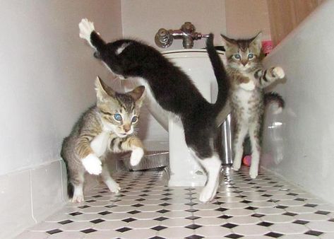 Cat Dance Party!! Cats Standing, Dancing Cat, Cat Boarding, Cats Meow, Crazy Cats, Pitbull, Cat Love, Cool Cats, Cat Memes