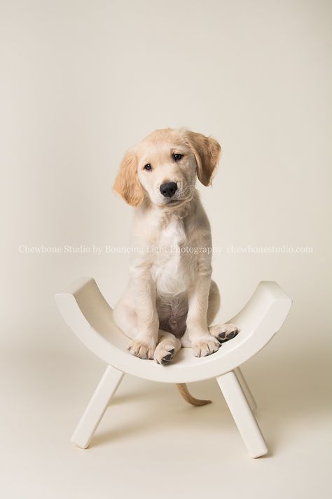 BLP Studio, Chewbone Studio, pet photography, golden retriever puppy, bone seamless backdrop, cleveland dog photographer Professional Dog Photography, Dog Photography Studio, Pet Photography Studio, Pet Portraiture, Dogs Photography, Animal Photoshoot, Puppy Portraits, Puppy Photography, Newborn Puppies