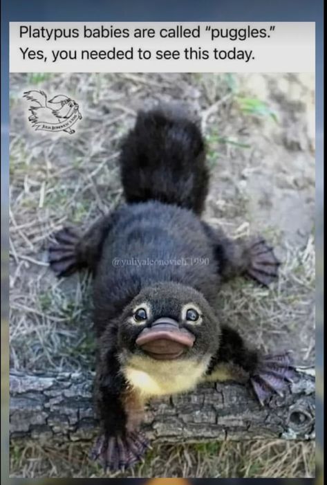 Writing Stuff, Cute Animals Images, Funny Animal Jokes, Platypus, Animal Facts, Silly Animals, Cute Wild Animals, Cute Animal Photos, Animal Jokes