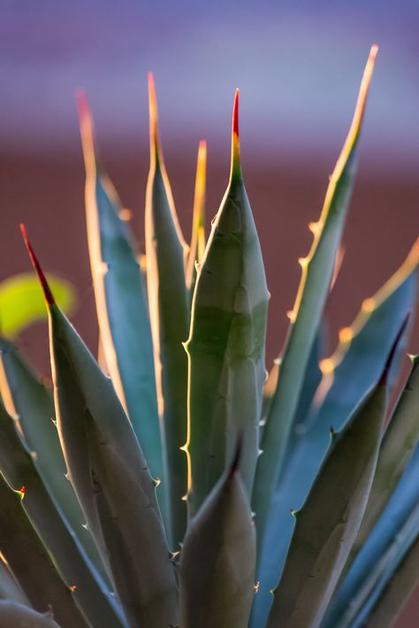 agave macroacantha - black-tipped agave Agave Aesthetic, Agave Photography, Agave Isthmensis, Apricot Mayor, Agave Field, Cocktail Photography, Mexico Culture, Blue Agave, Mexico Art