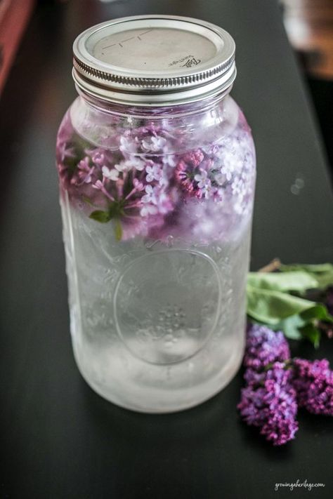 Lilac Water, Water Infusion, Lilac Bush, Edible Flowers Recipes, Foraging Recipes, Essence Water, Lilac Tree, Herbal Recipes, Flower Essences