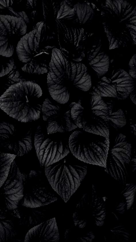 Cool Wallpapers Black And White, Pure Black Wallpaper, Black Flowers Wallpaper, Black Floral Wallpaper, Cool Black Wallpaper, Wallpaper Estetika, Wallpapers Ipad, Nature Iphone Wallpaper, Photographie Portrait Inspiration