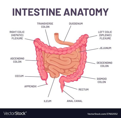 Colon Anatomy, Paramedic Notes, Medical Inspiration, Emt Study, Medical Terminology Study, Anatomy Organs, Medical Assistant Student, Medical Ultrasound, Human Digestive System