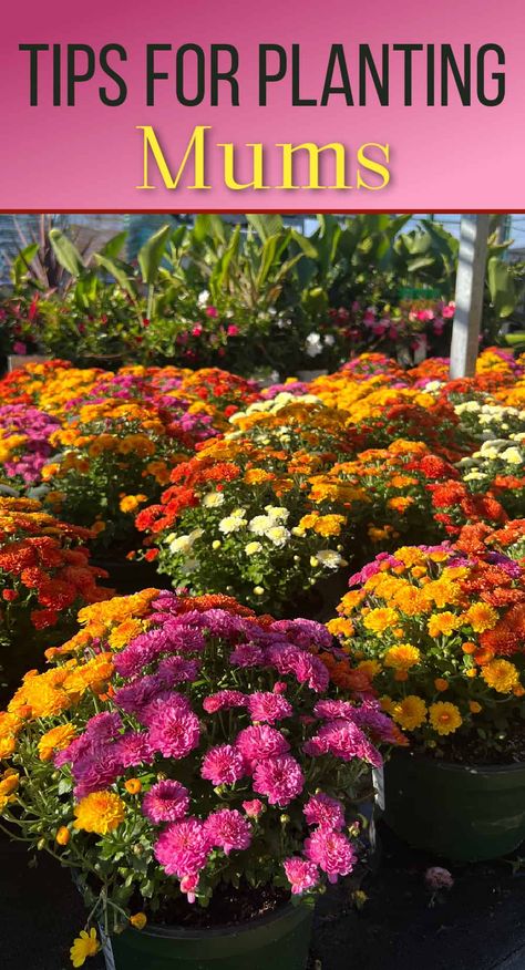 Mums In Tall Planters, Planting Mums In Ground, Garden Mums Landscape, Mums Planted In Ground, Mums In Flower Bed, Mum Colors Combinations, How To Plant Mums In Ground, Mum Garden Ideas, Mums Flowers Landscaping Front Yards