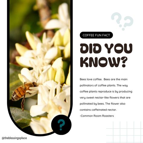 Fun Coffee Facts #trivia #funfacts #coffeefacts Coffee Facts, Coffee Plant, Best Coffee, Trivia, Fun Facts, Coffee, On Instagram, Quick Saves, Instagram