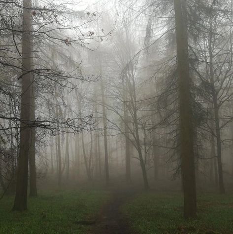 Nature, Supernatural Forest Aesthetic, Forest Widgets, Foggy Weather Aesthetic, Foggy Aesthetic, Wet Forest, Misty Weather, Fog Forest, Outside View