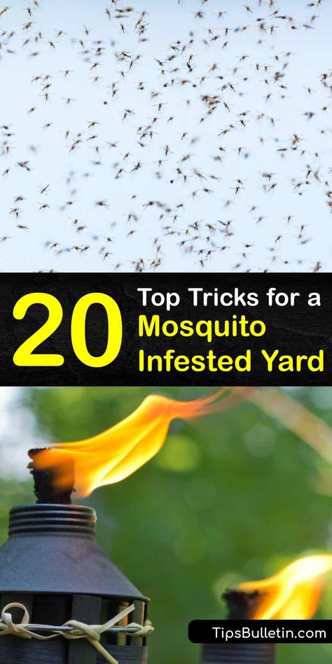 No one wants their outdoor party ruined by biting insects. Discover easy ways to avoid a mosquito bite and stop mosquito breeding in your yard by implementing vector control through homemade repellents. #mosquito #insects #infestation Outdoor Bug Control, Yard Mosquito Repellent, Organic Mosquito Yard Spray, Mosquito Repellent Fire Pit, Patio Mosquito Repellent, How To Get Rid Of Mosquitos In Yard Diy, What Repels Mosquitos, How To Get Rid Of Mosquitoes In Yard, Kill Mosquitos In Yard