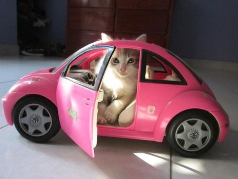 Pink Car, Vw Bug, Silly Cats, Cats Meow, Crazy Cat Lady, Crazy Cats, Cat Pics, Cat Love, Cool Cats