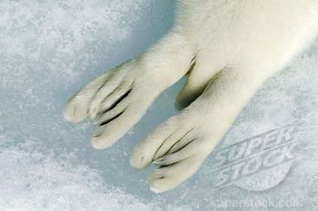 white baby seal tail pictures | Harp Seal (Phoca groenlandicus) tail of a pup, Magdalen Islands, Gulf ...  maybe have feet be in shape and design of seal tails? Seal Fursona, Seal Tail, Selkie Oc, Seal Oc, Magdalen Islands, Costume Quest, Harp Seal Pup, Baby Harp Seal, Harp Seal