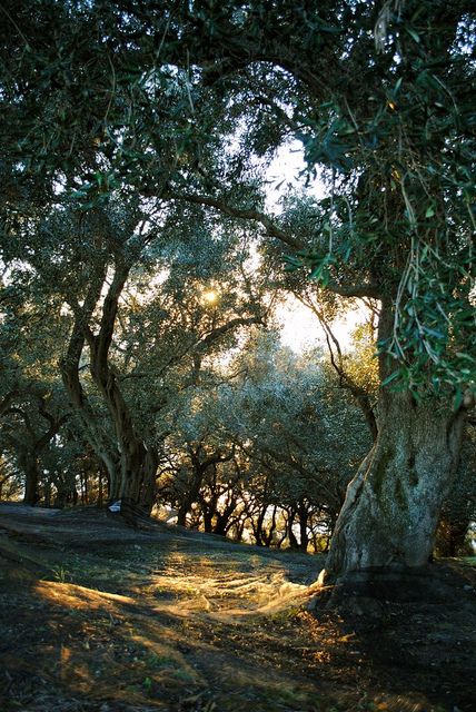 Olive tree orchard in Corfu Greece Corfu, Tree Orchard, Corfu Island, Olive Grove, Corfu Greece, The Grove, Olive Tree, Beautiful Tree, Greek Islands