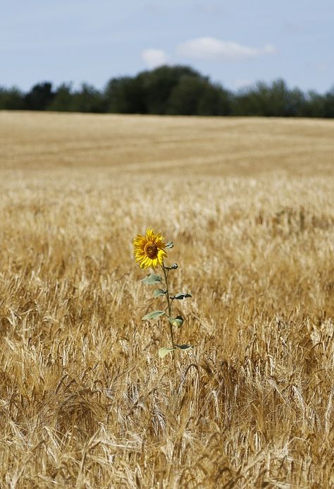 Plant Sunflowers, Barley Field, Between Summer And Fall, Field Of Wheat, August Aesthetic, Single Sunflower, Sunflowers Art, Flowers Sunflowers, Sunflowers And Daisies