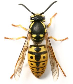 Wasp Killer, Get Rid Of Wasps, Wasp Nest, Bee Painting, Tropical Beauty, Bees And Wasps, Cool Bugs, Yellow Jackets, Bee Pollen