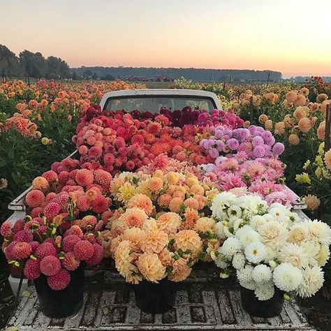 We can’t get enough from this truckload of flowers 💐 . 📸 @floretflower @seedflora #poenies #love . . . #truckload #dahlia #dahlien #weddingphotography #weddingbouquet #weddingflowers #inspiration #bridetobe #bride #amazingflowers #realwedding #bride2018 #weddinginspiration #florals #flowers #hochzeitsblog #weddingday #hochzeitswahn #wedding #flowerporn #flowerpower #beautiful #dahlias #photooftheday #bridestory #bridalstyle #blumenpracht #weddingstyle  #Regram via @hoch Fresh Cut Flowers, Spring Aesthetic, Flower Farm, Truck Bed, Flower Market, Flower Field, Plants Flowers, Love Flowers, Pretty Flowers